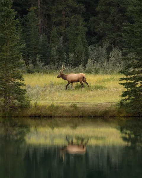 ITAP of an Elk looking for food