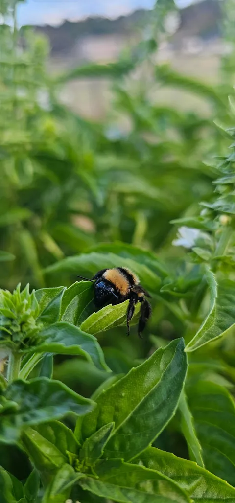 Naps in the basil are the best!