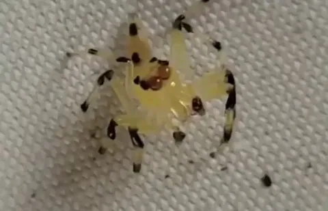 🔥As this Jumping Spider observes its surroundings, you can see its retinas move through its translucent body.