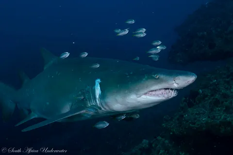 🔥 Raggedtooth/Sand Tiger Sharks today on Aliwal Shoal, South Africa