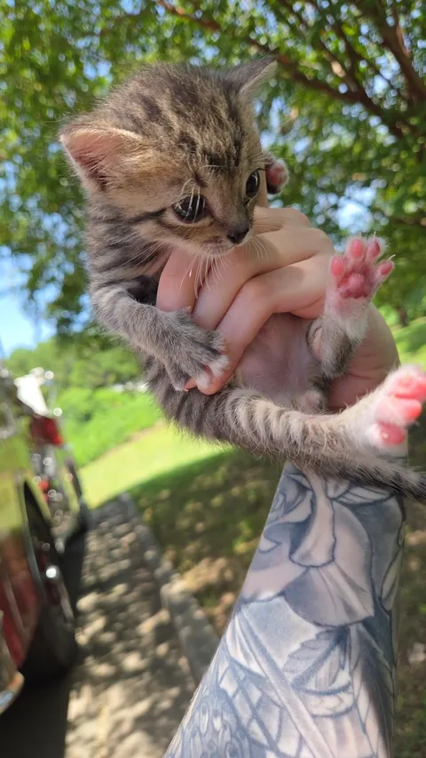 Photo dump of Chimney. The single kitten i found all alone.