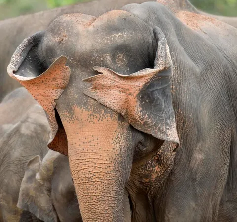 🔥 19 images from the Comedy Wildlife People's Choice Awards