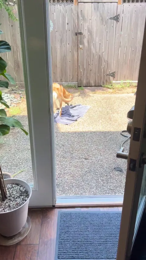 This is Daisy. This is Daisy barking at her favorite rock.