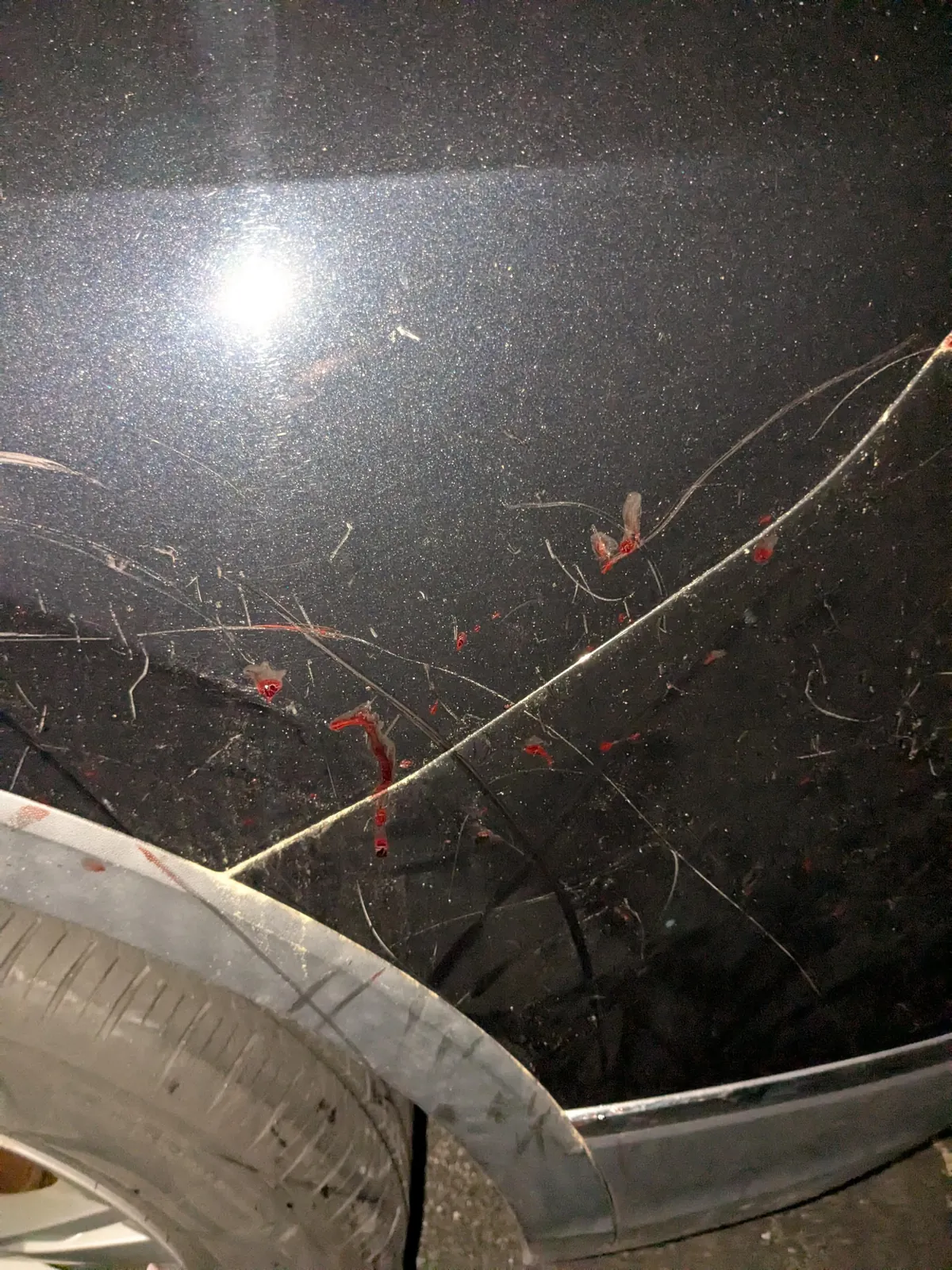 Found a shit ton of scratches and dried blood on my car tonight, looks like maybe some rabid animals were fighting near it?