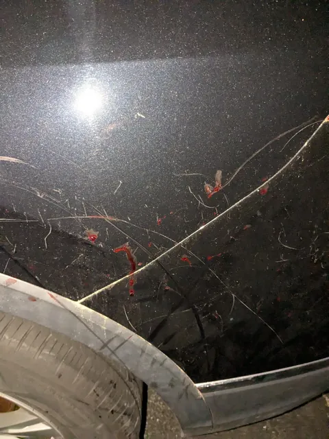 Found a shit ton of scratches and dried blood on my car tonight, looks like maybe some rabid animals were fighting near it?