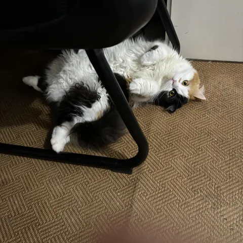 She looked at me, she just looked at me!!! How cute is this?????? I just am so happy to have her in my life...