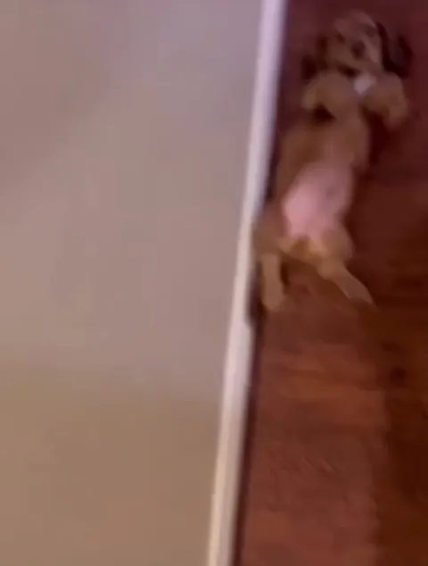 Cute dog demands belly rubs every time the owner gets home