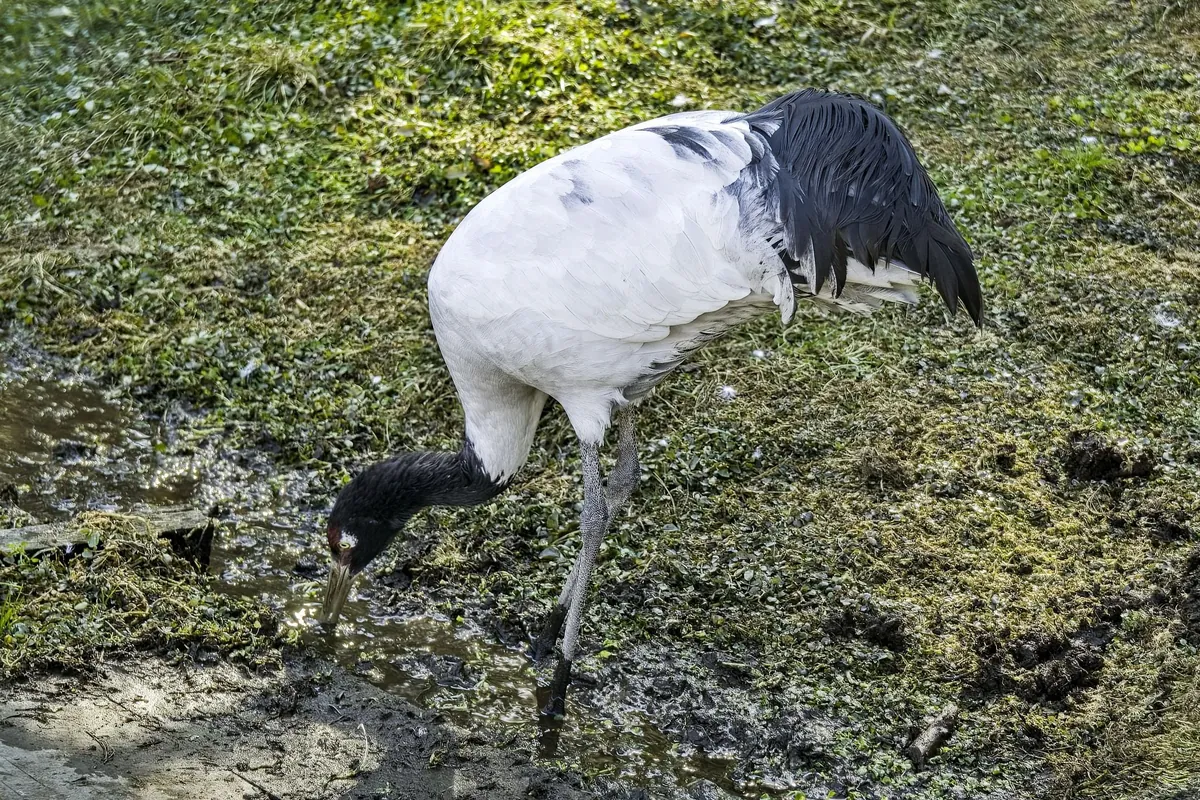 Bhutan - the tiny and isolated Himalayan kingdom