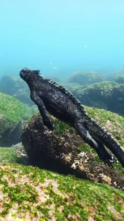 The Marine Iguana