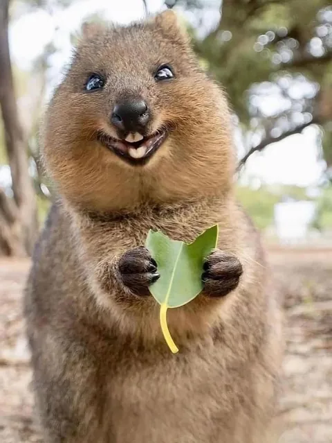 The Quokka is known as the world’s happiest animal.