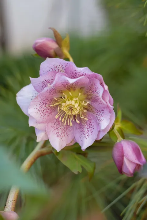 Hellebores from my Serbian garden. 🌸