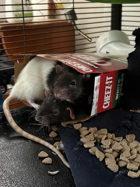 Boxes are for sharing, brother