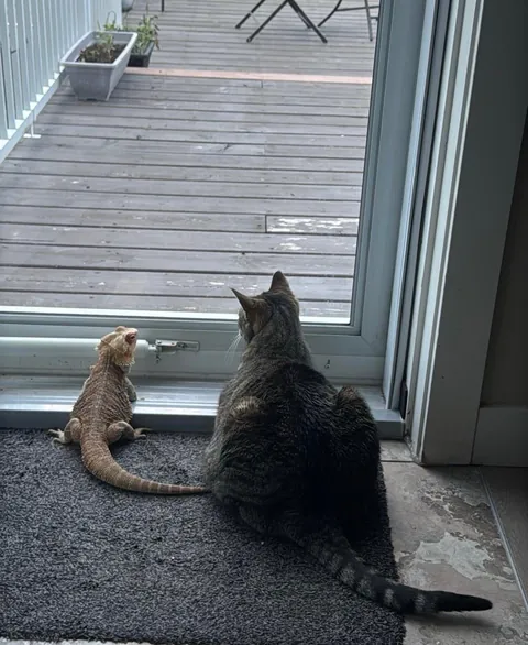 My brother’s dragon and cat have become unlikely best friends.