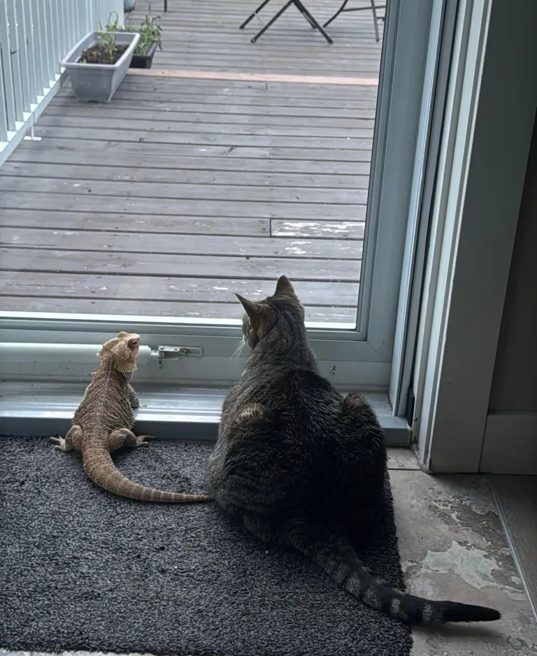 My brother’s dragon and cat have become unlikely best friends.