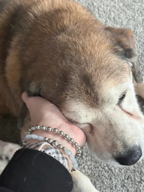 18 years ago today Rudy was born. Say happy birthday to the old pupper!