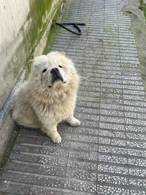 This Dog on the Streets of Istanbul