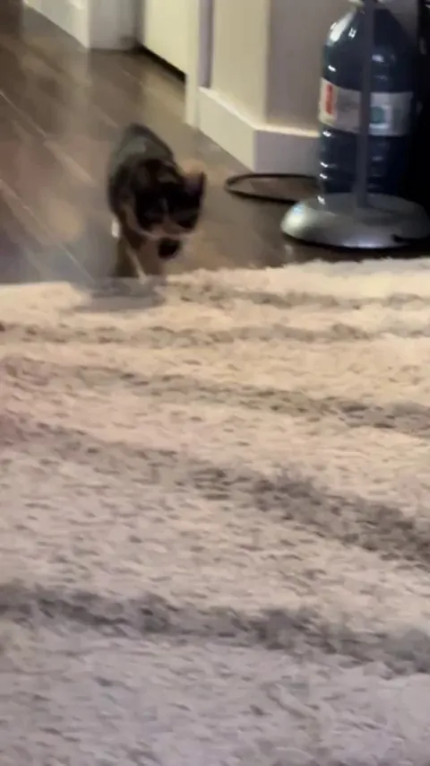 They'll never know he's coming