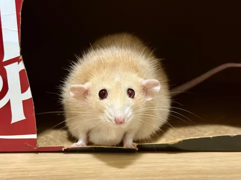 Naga is living his best life