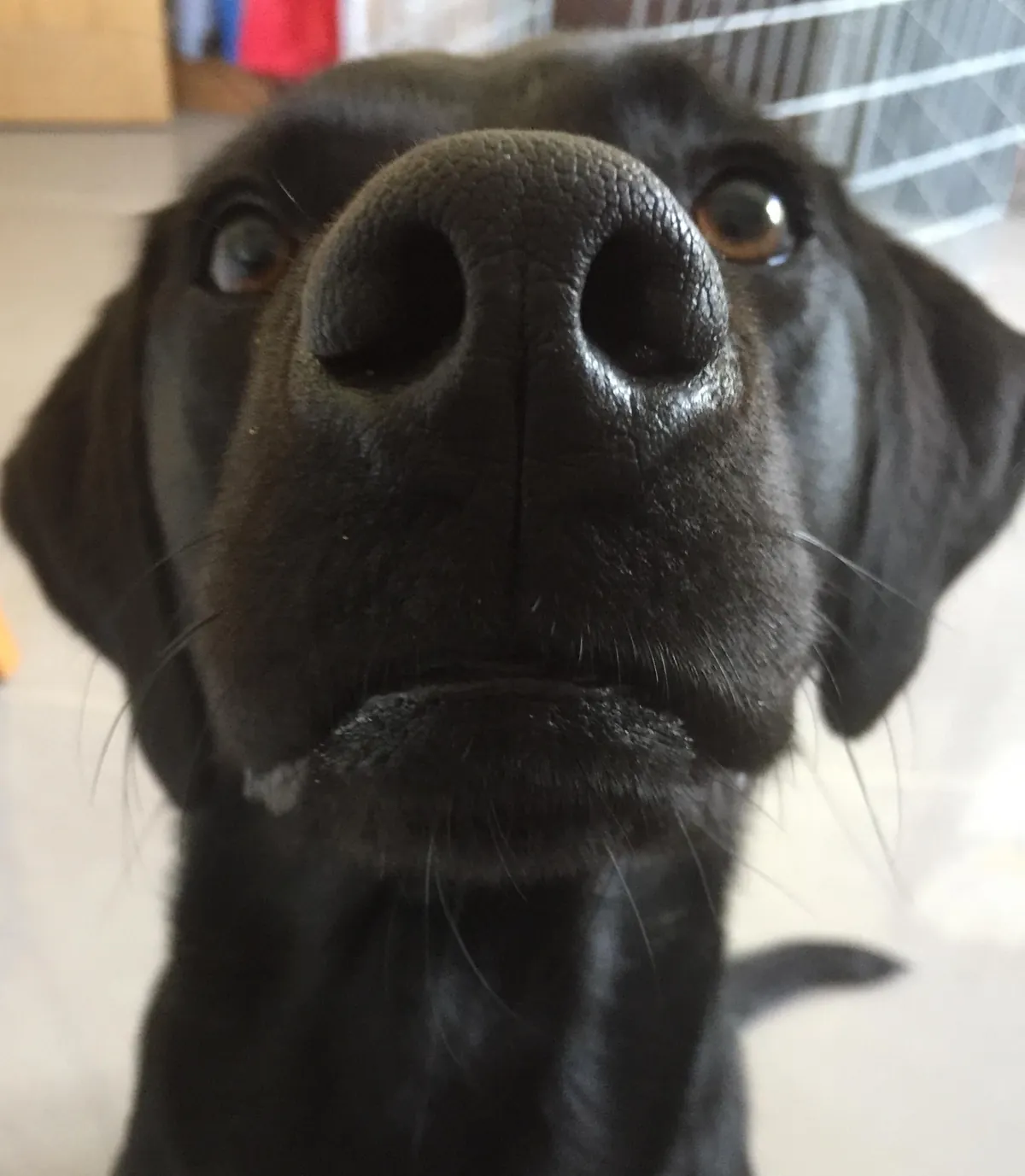 More noses of the dogs I walk