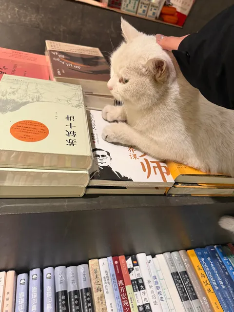 Meet the super cute resident white cat at our school bookstore（Peking University，China）
