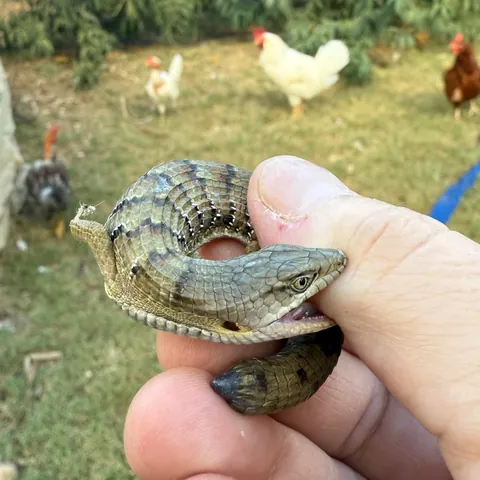 He did not appreciate my rescuing him from the tiny dinosaurs