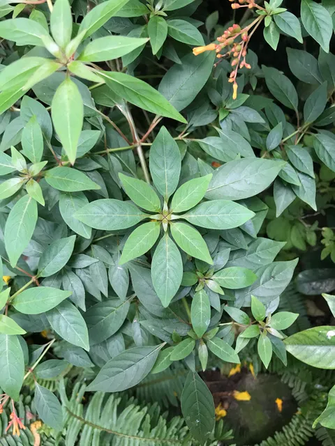 The perfect symmetry of this plant