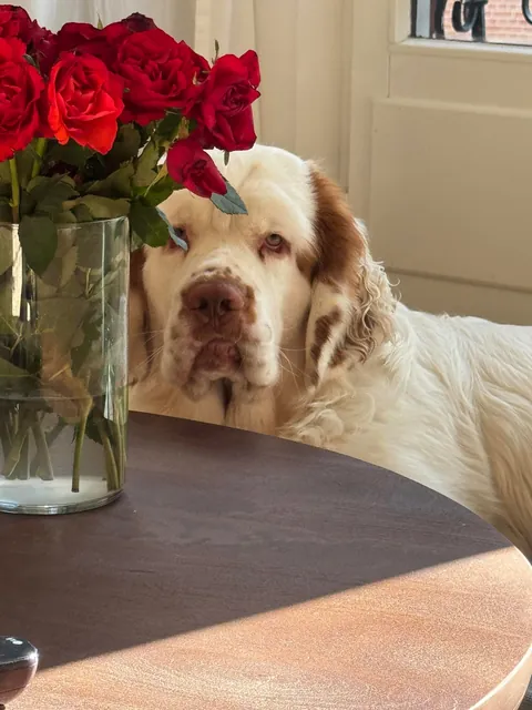 Toni Sopawno - our 10 month old Clumber Spaniel!