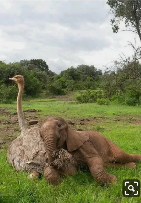 Everybody needs an ostrich for a pillow.