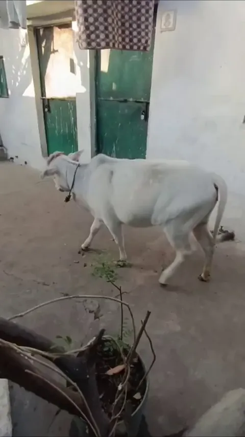 Here in India, our dogs are quite big and sometimes have horns. (/s)