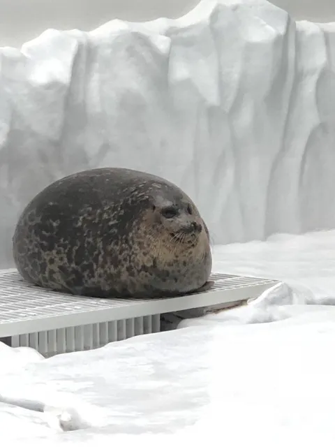 PsBattle: this round seal