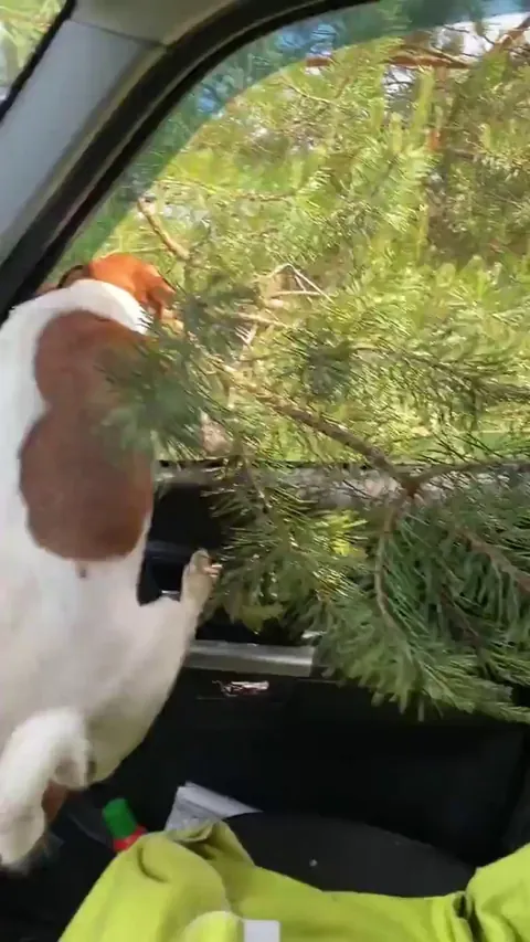He really, really wants that branch