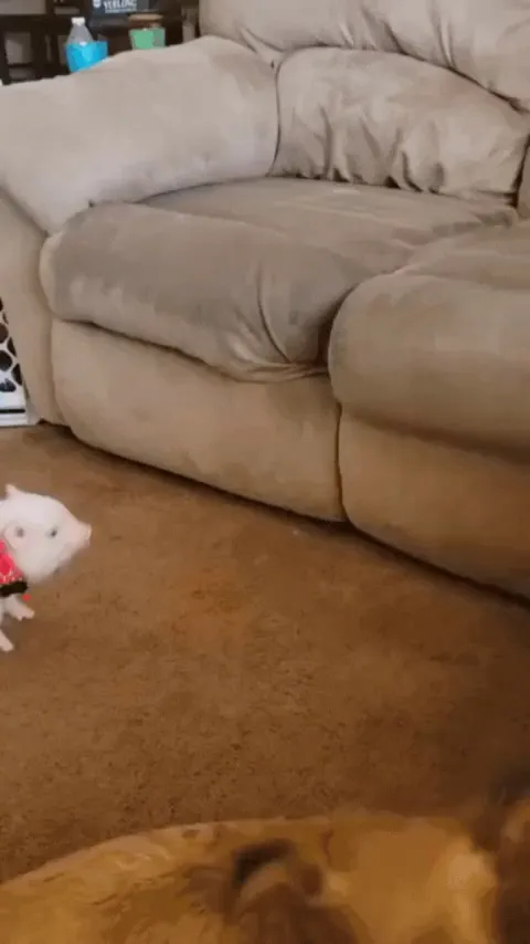 "I will jump on the sofa too"