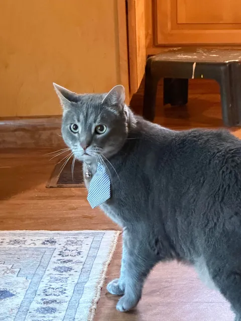 They haven’t been hired yet, but they’re dressed for their interviews.