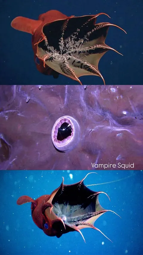 A compilation of animals whose mouths are absolutely terrifying on the inside