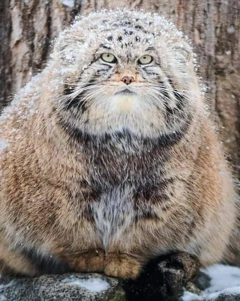 🔥 The Pallas's Cat