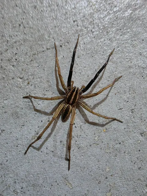 Was in garage when this wolf spider dropped by. It was chill and let me take a bunch of close-ups