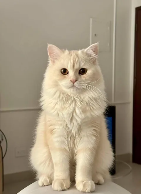 The face of someone who knows they run the house