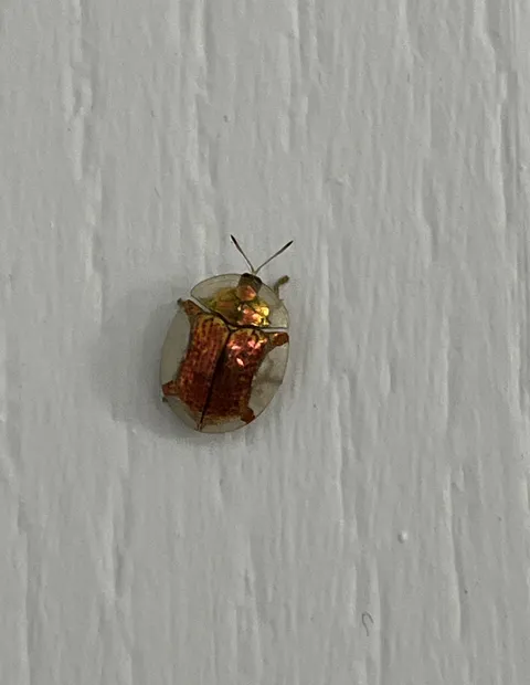 Found this bug on my door