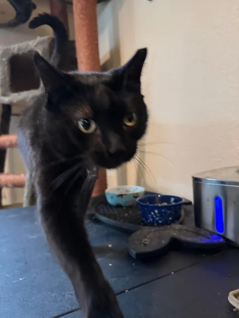 This is Guts. I recently got him from a rescue. He has a wonky eye &amp; a cropped ear.