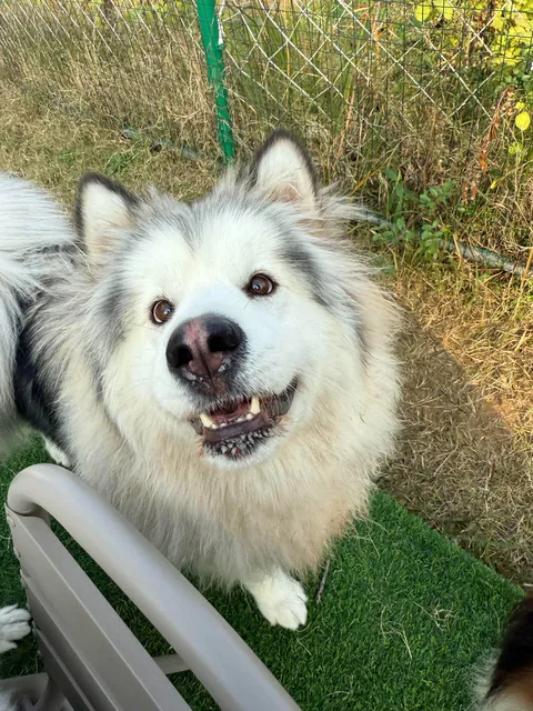 • The Bravest Warriors of Siberia