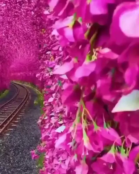 A bougainvillea tunnel in Taiwan