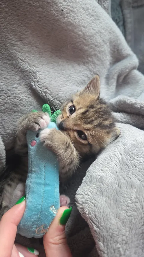 Photo dump of Chimney. The single kitten i found all alone.