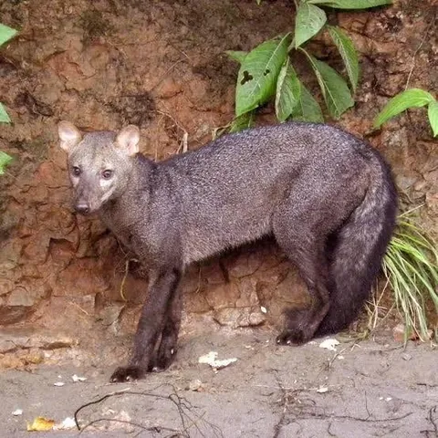 🔥 The short-eared dog of the Amazon rainforest is one of the most mysterious and unusual wild canids in the world. Unique features of their species not found in other canids include not reaching sexual maturity until 3 years old and females being one third larger than males.