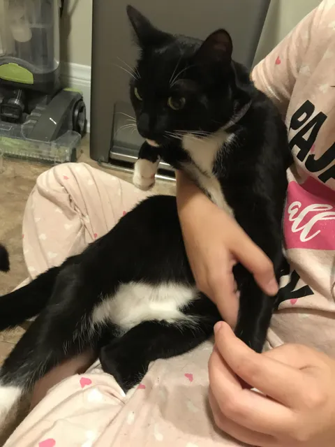 This is our Lilly (5 yo, F). She ate a flower on Monday that turned out to be poisonous lilly to her. As of Wednesday, she is barely hanging on. Please send good vibes to her.