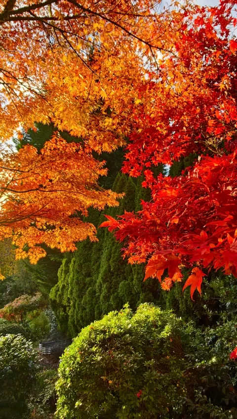 Visiting my friend’s garden feels like stepping into a fairytale.