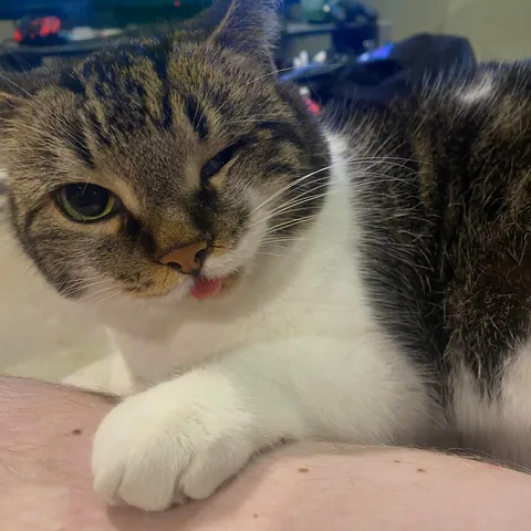 Rosie was born special. We didn’t know if she was going to make it. But now she’s a 7 year old little chonker. Every bit as special though.