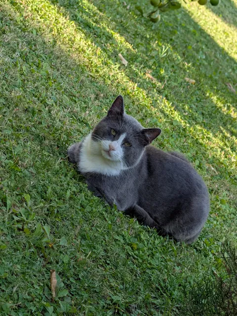 The huge collection of cats I found on my adventure to Turkey😅😊