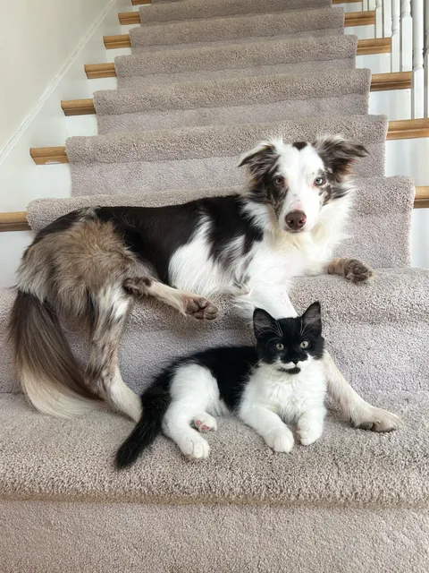 The dumpster cat that gave me cat scratch disease.