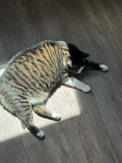 She’ll never finish her sleeve if she keeps napping on the job