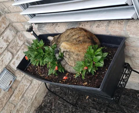 What are my pots growing?